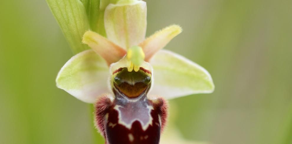 Una Gu A Identifica Las Especies De Orqu Deas Conocidas En El Parque