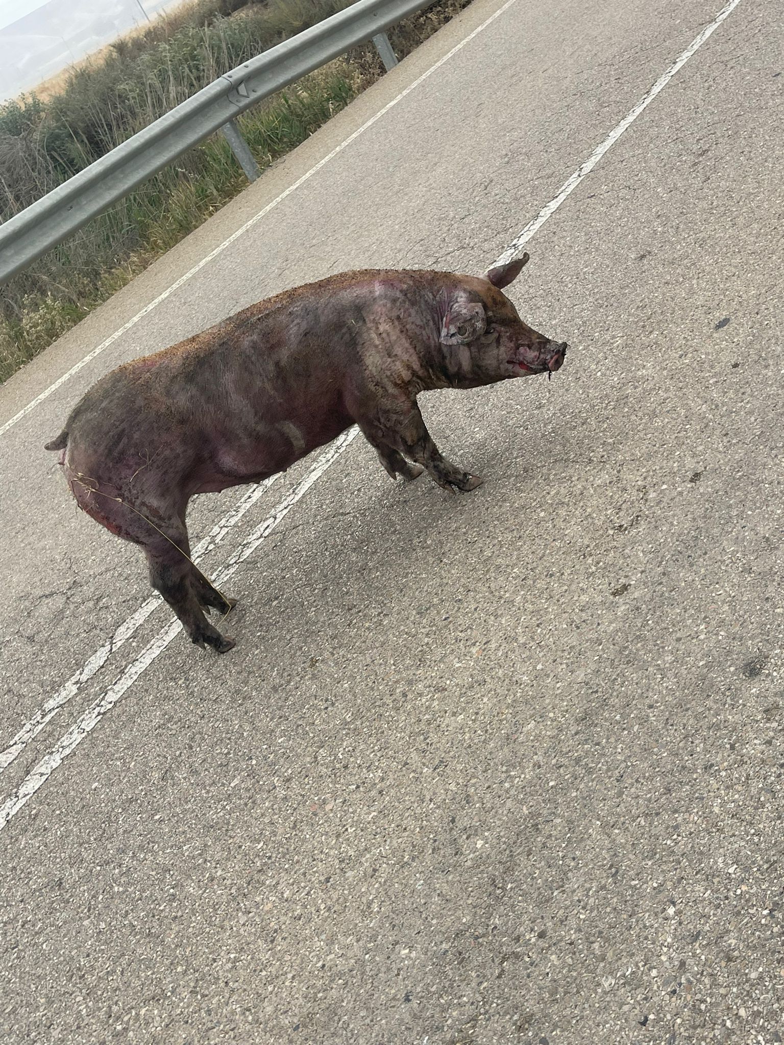 Un camión lleno de cerdos arde en Poleñino y el conductor sale il