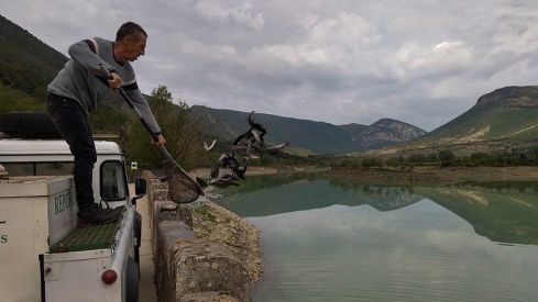 Repoblación de truchas en el coto deportivo de Arguis