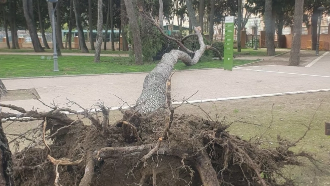 El pino tenía una gran altura