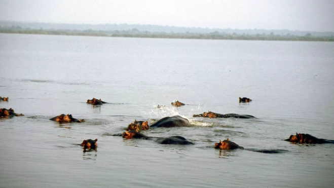 Hipopótamos en el lago