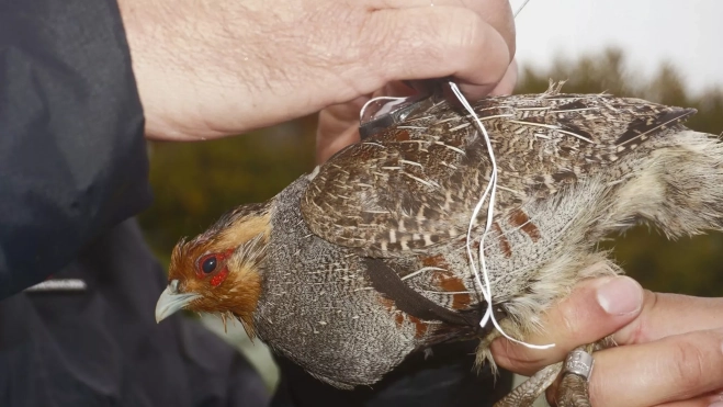 Los emisores colocados a las aves pesan apenas 7 gramos.