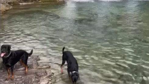 Los perros con los que hizo la ruta Lola Mencía sueltos en el parque nacional.