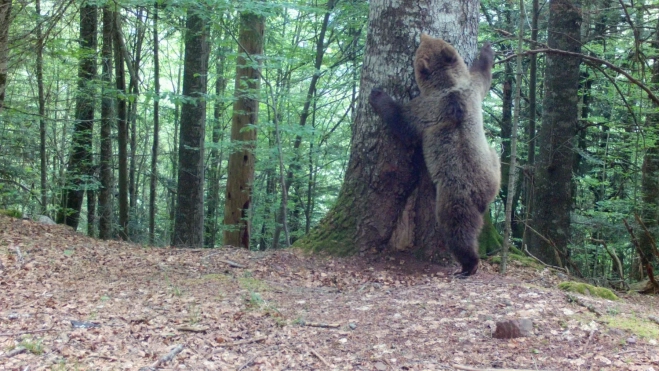 Imagen de un oso en la zona de Hecho y Ansó.