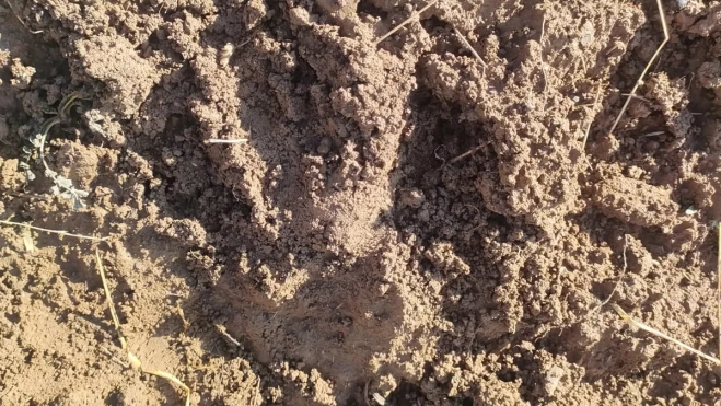 Huella de un oso en la zona de la Petriza y Alano. 