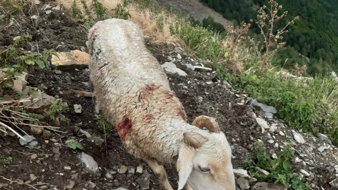 Uno de los animales que han sido hallado herido por los ganaderos.