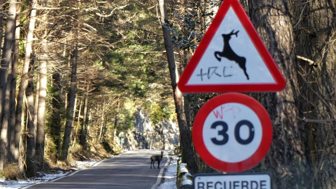 Un sarrio en la carretera. Extremar la precaución ayuda a la conservación de la fauna. Foto Ignacio Perruca Muñoz