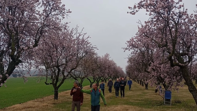 Caminantes en una de las rutas junto a almendros en flor. Caminantes en una de las rutas junto a almendros en flor.