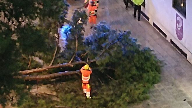 Labores para cortar y retirar el pino que se ha derrumbado en el parque San Martín