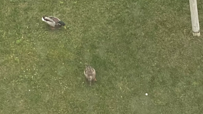 Piscineando en la hierba empapada, en la zona de Los Olivos. Piscineando en la hierba empapada, en la zona de Los Olivos.
