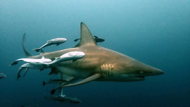 cd57e84f 13b4 4504 8316 67a4418f69e0 cd57e84f 13b4 4504 8316 67a4418f69e0