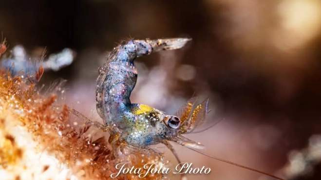 Un ser minúsculo que solo ve la cámara Un ser minúsculo que solo ve la cámara