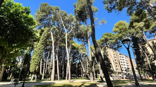 Pinar del Parque Miguel Servet. Foto Mercedes Manterola Pinar del Parque Miguel Servet. Foto Mercedes Manterola