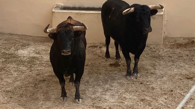 Dos toros de Antonio Bañuelos para Huesca.